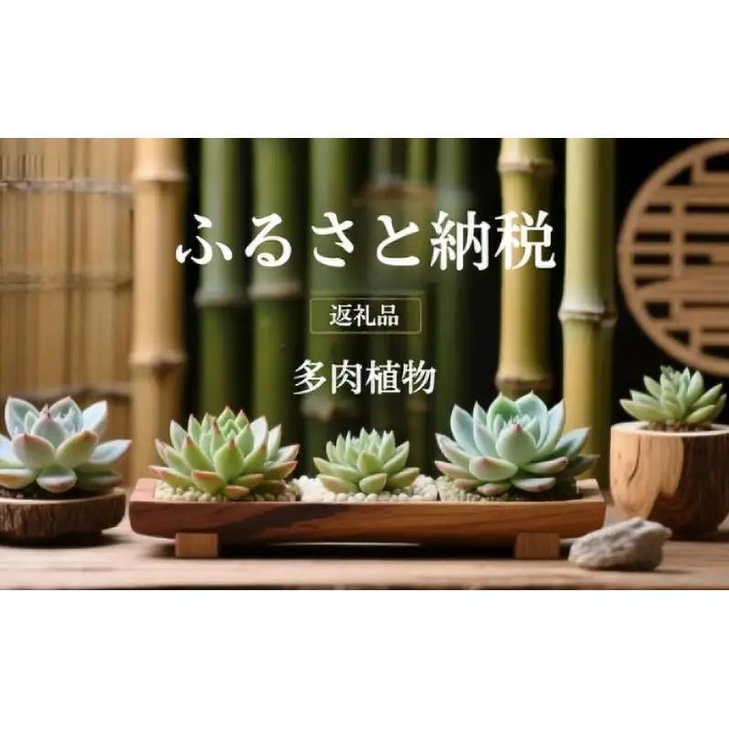 多肉植物 エケベリア セダム お任せ 観葉植物 多肉植物【50株】