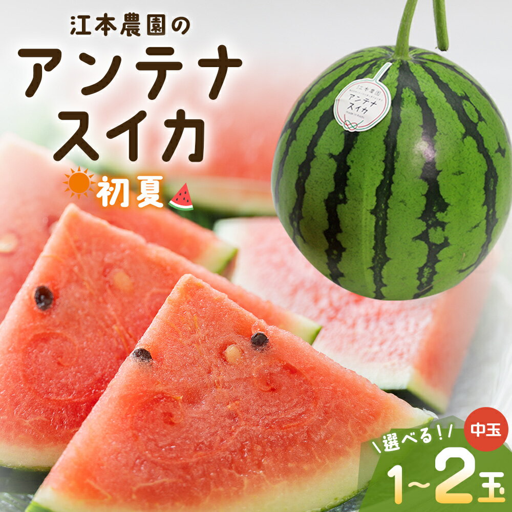 【ふるさと納税】【期間限定】【選べる】江本農園の初夏のアンテナスイカ（1玉/2玉） - 数量限定 のし 熨斗 高知県産 果物 くだもの フルーツ すいか 西瓜 スイカ 糖 完熟 甘い 瑞々しい ハウス栽培 ジューシー 果汁 果実 贈り物 贈答 プレゼント ギフト お祝い【常温】