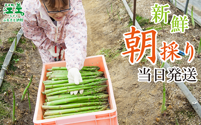 【夏芽 予約受付 6月中旬～順次出荷】2025年 北海道江差町産 アスパラガス【L～2Lサイズ】 1kg　約20本　太い！ 甘い！ ジューシー！　朝採り　農家直送　新鮮　鮮度保持　北海道　旬野菜　グリ