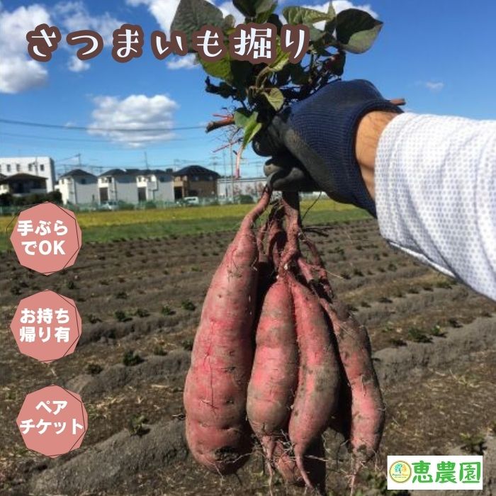 【ふるさと納税】恵農園の さつまいも掘り ペアチケット 計8株分の収穫体験とお持ち帰り 芋掘り 紅はるか べにはるか 収穫体験 手ぶらでさつまいも掘り