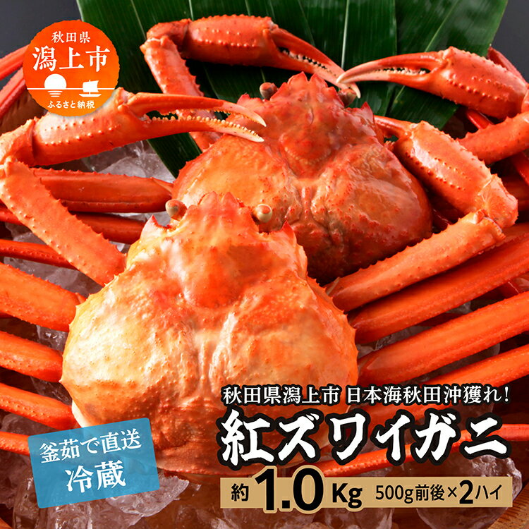 【ふるさと納税】年内配送 冷蔵 ズワイガニ 2匹 約 1kg 紅ズワイガニ ベニズワイガニ ずわい ズワイ蟹 ずわいがに ずわい蟹 姿 ボイル 訳あり 蟹 カニ かに 国産 蟹 不揃い 傷 緊急 カニみそ入り 秋田 潟上市 【安田水産】