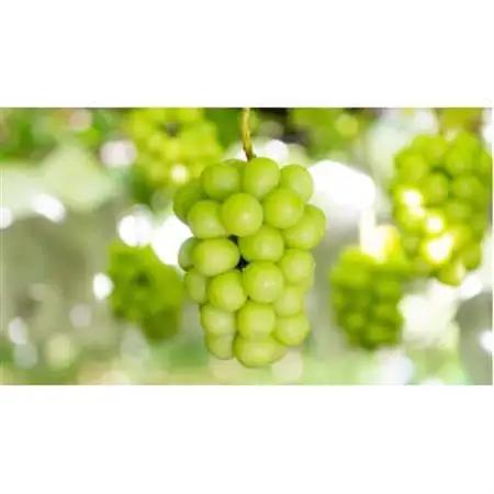【2026年発送】農家直送のシャインマスカット2kg【配送不可地域：離島】【1339696】