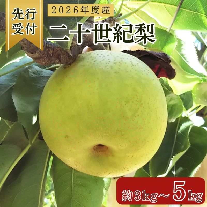 【ふるさと納税】 先行予約 2026年度産 二十世紀梨 約3kg～約5kg (発送2026年9月予定) 梨 20世紀梨 なし ナシ フルーツ 果物 くだもの 秋 旬 京都 京都府産 京丹後産 直送