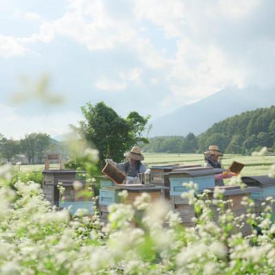 ふるさと納税 滝沢市 非加熱はちみつ　そば600g×1本 |  | 03