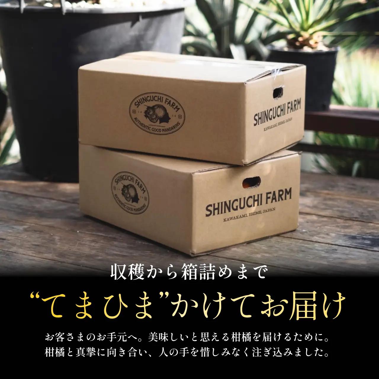 【発送月固定定期便】愛媛フルーツ旬の柑橘 みかん・まどんな 各3kg【G70-78】全2回【4067785】 YWTK077