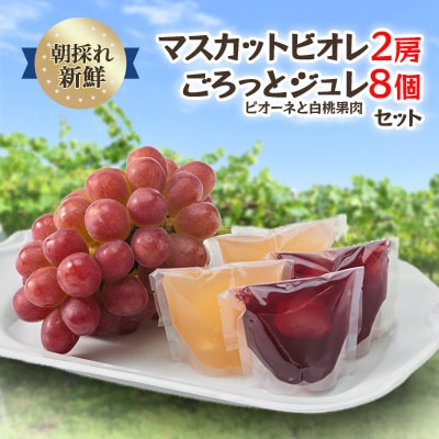 【2026年度発送分】朝採れ新鮮マスカットビオレ2房＆ピオーネと白桃果肉ごろっとジュレセット【配送不可地域：離島・北海道・沖縄】【1435800】