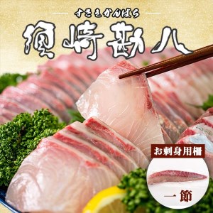【 カンパチ 】 カンパチ1節