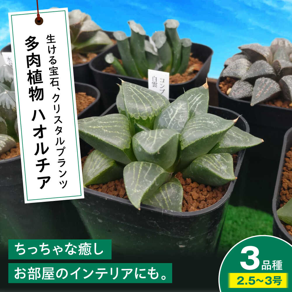 【ふるさと納税】観葉植物【多肉植物】 ハオルチア3品種3鉢セット 室内 植物 セット ハオルシア クリスタルプランツ 多肉ポット 玄関 インテリア オフィス 癒し おしゃれ かわいい グリーン 多肉 セット 鉢 鉢花 植物 室内 三次市/園芸王国パスタイム[APCJ006]