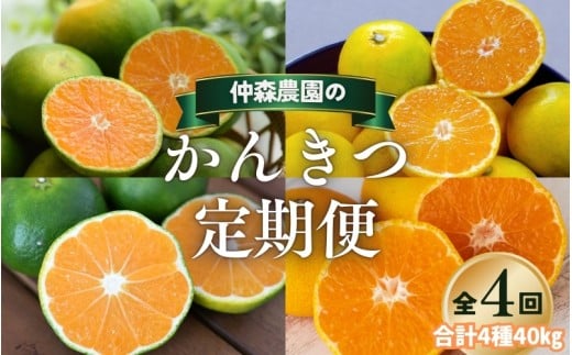 【全4回】仲森農園の柑橘定期便 合計4種 40kg 【超極早生温州「みえ紀南一号」・極早生温州・由良早生・早生温州「完熟熊野みかん」】 みかん ミカン 蜜柑 温州みかん 温州ミカン 柑橘 みかん定期便 フルーツ定期便 果物定期便 柑橘定期便 フルーツ 果物 くだもの 甘い 旬 人気 産地直送 三重県 熊野市【nkmr-tkb0006】