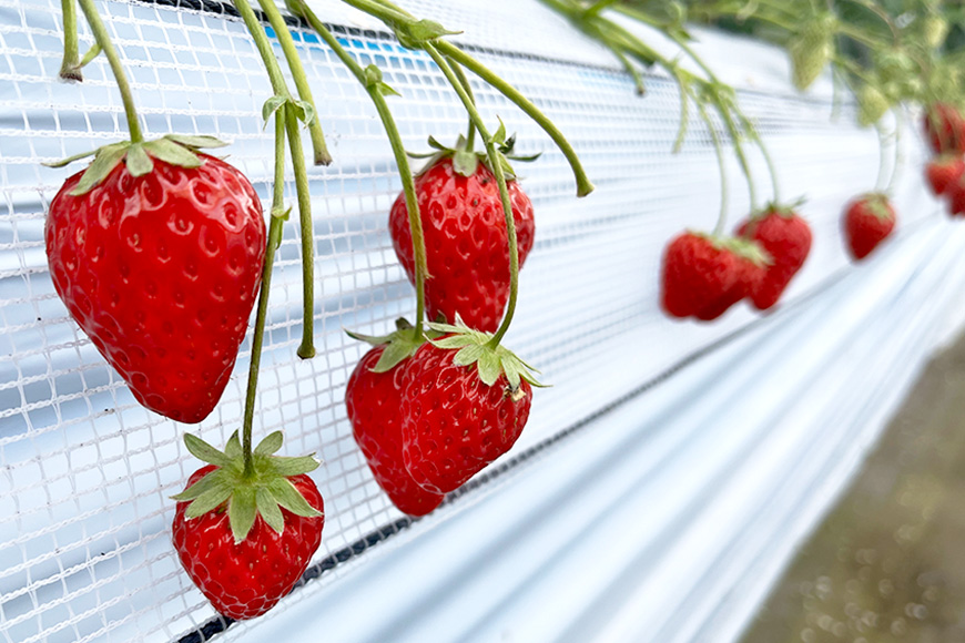 やすださん家のスイーツ園 いちご食べ放題 大人1名40分食べ放題チケット イチゴ 苺 いちご いちご狩り 食べ放題 フルーツ 果物 フルーツ狩り チケット 体験 茨城県 19-F