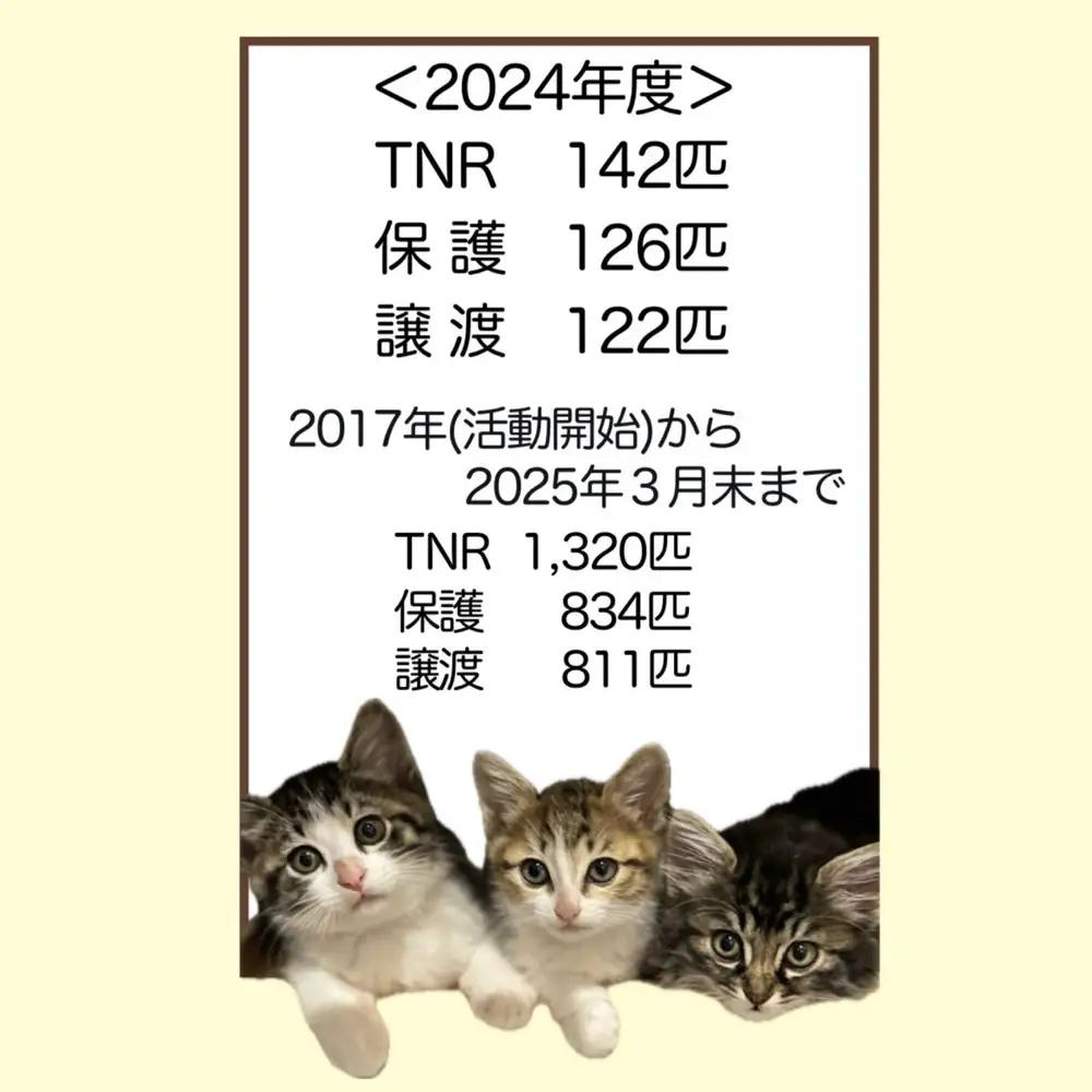 【返礼品なし】地域猫・保護猫譲渡活動支援　NPO法人ざま野良猫を増やさない会 11,000円 | 猫 ねこ 動物 保護 愛護 譲渡 保護活動 応援 支援 寄附