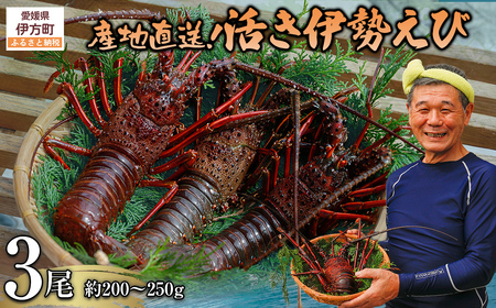 【先行予約】【数量限定】産地直送！活き伊勢えび 約200～250g×3尾 ※北海道・東北地方・沖縄・離島への配送不可（2026年9月上旬頃より順次発送） IKTJ009