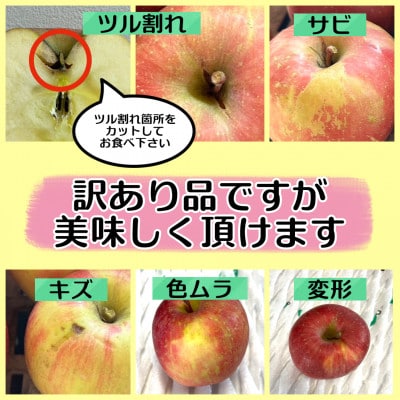 当園人気第1位!!【青森市産 完熟葉とらずふじ】　約5kg　16～23玉 (家庭用)【配送不可地域：離島・沖縄県】