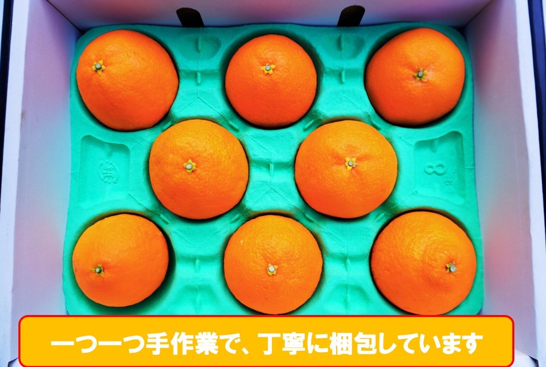 完熟 愛果28号 (紅まどんな と同品種) 秀品 2.4kg (8～15個) 光センサー選別 糖度11度以上 【2026年11月下旬頃より順次発送】 柑橘 果物 フルーツ あいか 愛果 みかん まどん