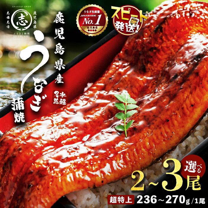 【ふるさと納税】【10営業日以内に発送】【内容量が選べる！】鹿児島県産うなぎ蒲焼 名水慈鰻 超特上 2〜3尾 (計500g〜750g以上・1尾あたり236~270g) たれ・山椒付き うなぎ 鰻 ウナギ 超特大 2尾 3尾 かばやき うな重 冷凍 国産【鹿児島鰻】
