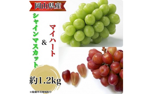 
                  ぶどう 2026年 先行予約 農家こだわりのシャインマスカット＆ハート型のマイハート  合計約1.2kg ブドウ 葡萄 岡山県産 国産 フルーツ 果物 ギフト 【 Nini farm 農家 直送 】
                
