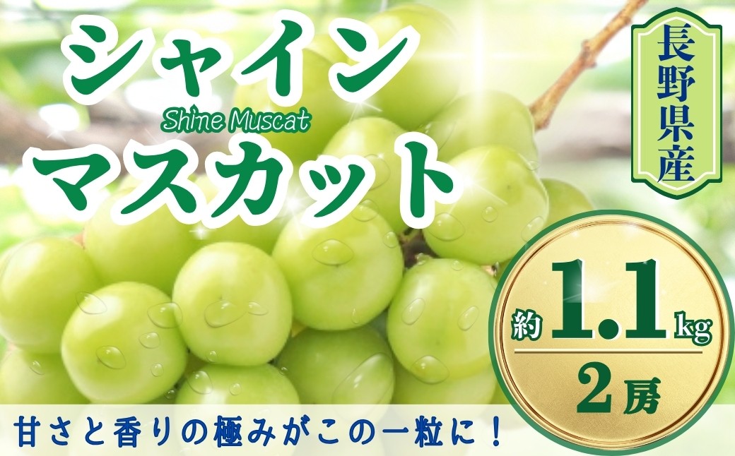 
            【2025年先行予約】シャインマスカット 約1.1kg(2房)｜ 果物 フルーツ 白ぶどう 葡萄 ブドウ 種無し 種なし 皮ごと 千曲市 長野県 信州
          