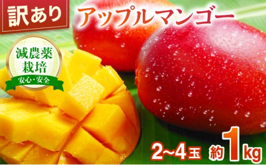 
                  【訳あり】 アップルマンゴー 約1kg (栽培期間中 減農薬栽培)【2026年6月中旬以降順次発送】アナナス農園 完熟 マンゴー 果物 フルーツ
                