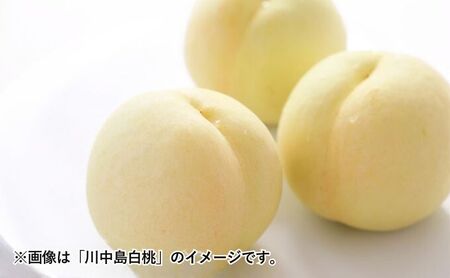 桃 2024年 先行予約 岡山の桃（晩生種）約1.6kg 4～6玉 もも モモ 岡山県産 国産 フルーツ 果物 ギフト 横木農園