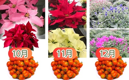 モリヒロ園芸が育てたお花とトマトとシャインマスカットの12ヶ月定期便 植物 果物類 ぶどう フルーツ 野菜 ミニトマト 