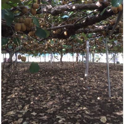 ふるさと納税 蓮田市 キウイフルーツ(グリーン)不揃い4kg以上【埼玉県蓮田産】 |  | 03