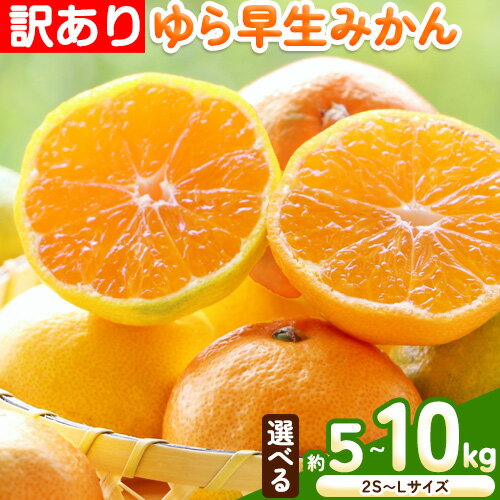 【ふるさと納税】訳ありみかん 選べる 内容量 約 5kg 約 10kg (2S〜Lサイズ) ゆら早生 ゆら早生みかん どの坂果樹園《10月中旬-12月上旬頃出荷予定》 和歌山県 日高町 みかん ゆらみかん 訳あり 旬 柑橘 フルーツ 果物 ミカン 家庭用 わけあり