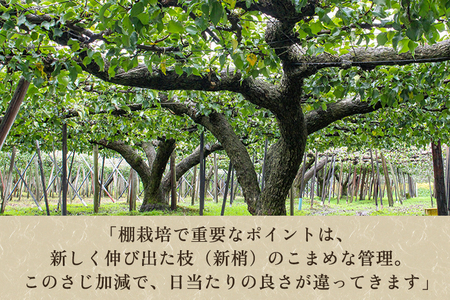 【2026年先行予約】【贈答用】和梨 新興 3kg（5～6玉）《10月中旬～順次出荷》 しんこうなし 果物 フルール ナシ 新潟産 加茂市 入江果樹園 