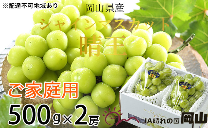 ぶどう 2025年 先行予約 ご家庭用 シャイン マスカット 晴王 約500g×2房 ブドウ 葡萄  岡山県産 国産 フルーツ 果物