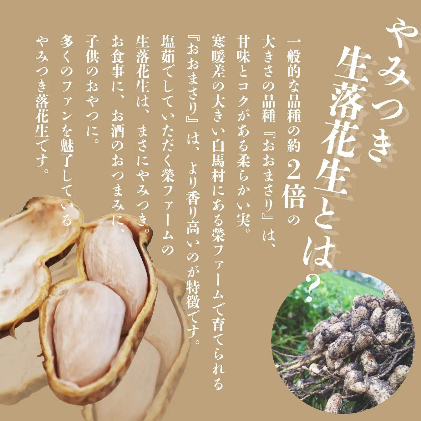 【白馬産】やみつき落花生　おおまさり約1.7kg 　/長野県白馬村産　