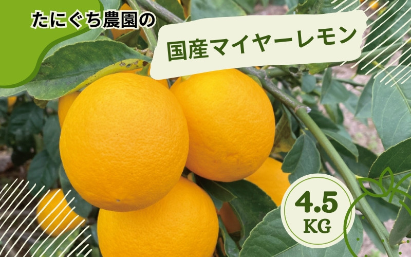 
たにぐち農園の国産マイヤーレモン 4.5kg【2024年12月～2025年1月初旬の期間で順次発送致します。】 / 檸檬 レモン れもん 柑橘 国産 大容量 数量限定 ご家庭用 家庭用
