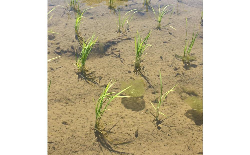 【令和7年産新米予約】【定期便・中旬お届け】5kg×6ヶ月　南魚沼産コシヒカリ【2025年10月中旬より順次発送予定】