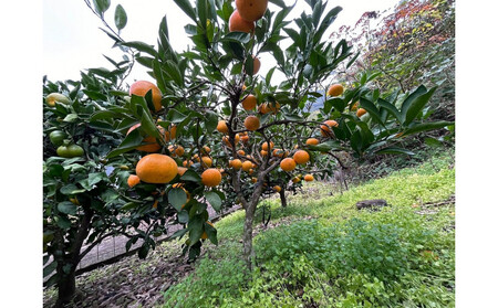原田果樹農園直送! 宮川早生みかん 約5kg(S~Mサイズ混合)数量限定