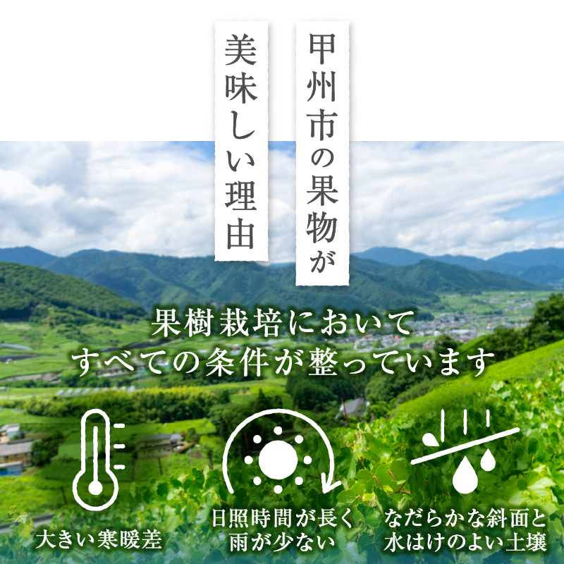 【定期便】甲州市産厳選旬のフルーツ定期便全2回（桃・巨峰）【2024年発送】（MG）B18-481