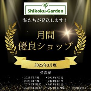 アガベ 「シャークスキン」 4.5号鉢 四国ガーデン 人気 多肉植物 インテリア 観葉植物 グリーン リラックス | C135 