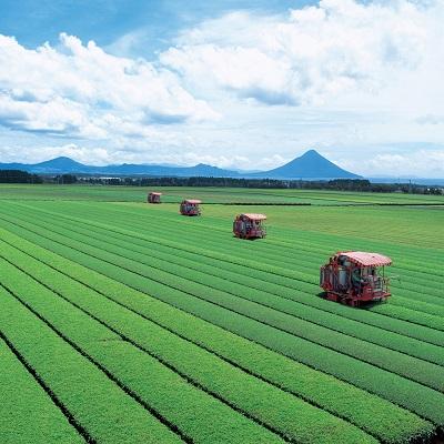 ふるさと納税 南九州市 「かごしま知覧茶」飲み比べセット |  | 03