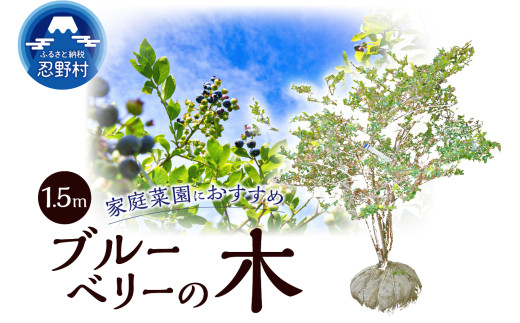 植木　ブルーベリーの木　株立ち　1.5ｍ