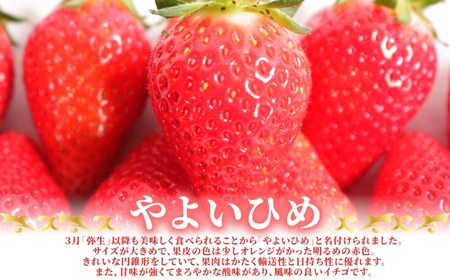 先行予約 いちご やよいひめ 400g 苺 贈答用 化粧箱