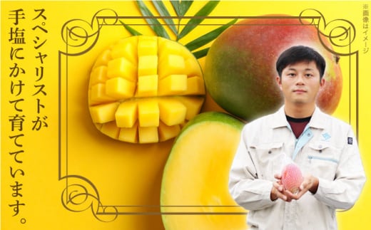 【先行予約】【冷凍】プリンセスマンゴー 約1kg [QAT013] プリンセス マンゴー ぷりんせすまんごー 完熟 マンゴー 高品質マンゴー まんごー 果物 フルーツ マンゴー フルーツ