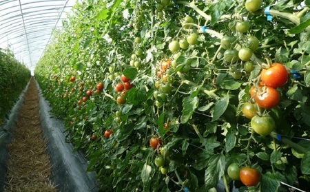 定期便 野菜セット 年4回 春夏秋冬 おまかせ 10～15種 旬 朝倉市産　着日指定不可 配送不可 離島 詰合せ 