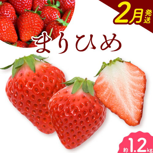 【ふるさと納税】【2026年2月発送】和歌山県産ブランドいちご「まりひめ」約300g×4パック 計1.2kg 日高町厳選館《2026年2月上旬-2月中旬頃出荷》和歌山県 日高町 いちご 苺 まりひめ フルーツ 果物 スイーツ 送料無料【配送不可地域あり】