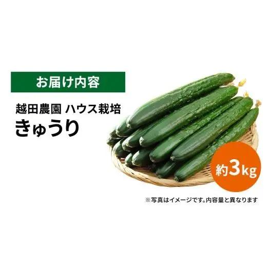 シャキッと美味しい！ きゅうり 約3kg 【2026年9月以降発送】
