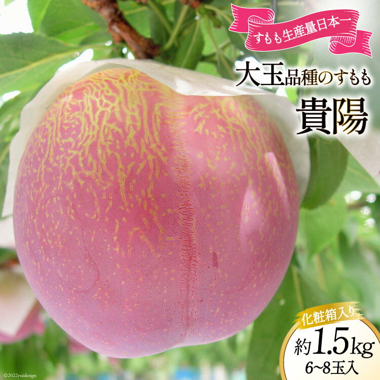 【ふるさと納税】【2025年発送】 すもも 貴陽 約1.5kg 化粧箱入 6-8玉 [JAふえふき 山梨県 中央市 21470470] フルーツ 果物 くだもの 1.5キロ 季節限定 期間限定 数量限定 山梨 山梨県産 【2025年7月上旬～7月下旬発送予定】