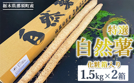 那須町産 自然薯 1.5kg×2箱 化粧箱入り ◇ | とろろ〔P-353〕 ※2026年12月～発送