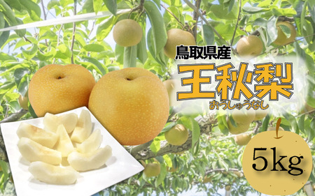 【先行予約】安田農園 梨 ”王秋梨” 5kg箱｜鳥取 岩美 梨 なし ナシ【41029】