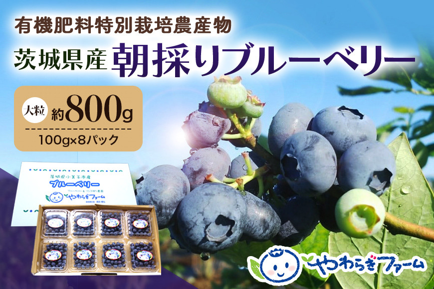 
                  【数量限定】朝採り生ブルーベリー 800g（100g×8） 大粒 小分け 有機肥料 特別栽培 国産 茨城県産 冷蔵 朝採れ 朝どり 朝どれ 生果 ブルーベリー フルーツ 果物 くだもの とれたて 新鮮 ぶるーべりー 期間限定 9-H 【6月中旬～7月以降発送予定】
                