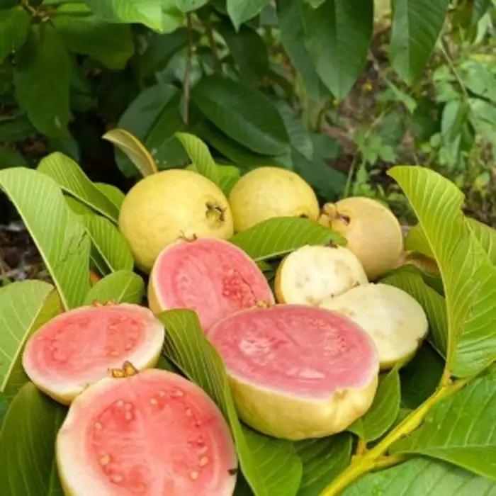 有機グアバ農園の完熟フルーツソースと土佐國グァバ茶のギフトセット(化粧箱入・包装有) 有機JAS認証 お茶 飲料 健康茶 国産 漢方   人気 おすすめ 高知県 南国市】