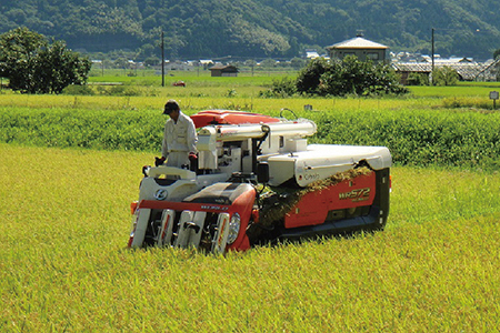 【令和6年度新米 精米】特別栽培 越前市産ミルキークイーン 10kg