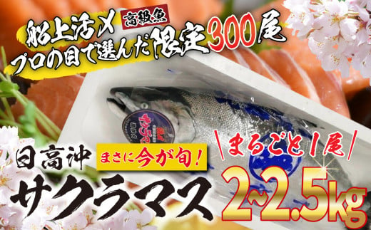 ＜2025年5月から順次発送＞ 北海道産 サクラマス 2～2.5kg まるごと 1尾 ＜ 予約商品 ＞ 北海道 鱒 マス 旬 新鮮 魚 鮮魚 活〆