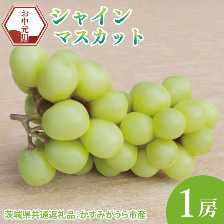 【先行予約】【お中元】シャインマスカット1房（茨城県共通返礼品：かすみがうら市）（CD177）