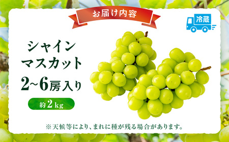 【先行受付】シャインマスカット 2～6房入り(約2kg) | マスカット ぶどう ブドウ 葡萄 果物 フルーツ 人気 香川 香川県 三木町 種なし 皮ごと食べられる ジューシー 旬 おすすめ |_mk